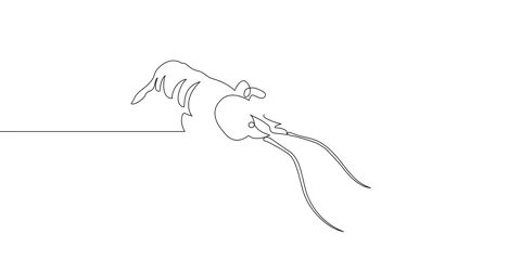 Animation of an image drawn with a continuous line. Lobster. Stock Footage 246137373
