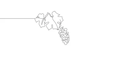 Animation of an image drawn with a continuous line. Bunch of grapes. Stock Footage 246137680