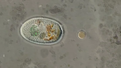 An animation imitating a view through a microscope with a predator microbe 스톡 동영상 280060597