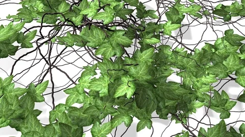 Animation - Ivy growing over a white background Stock Footage