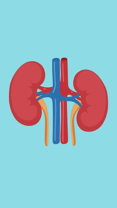 Animation of kidneys and urinary system anatomy Stock Footage 340956466