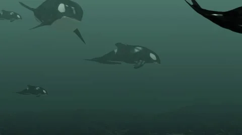 Animation of a killer whale Stock Footage 51172968