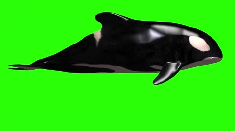 Animation of killer whale on green screen Stock Footage 51167586