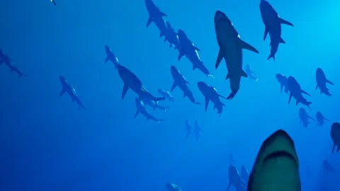 Animation of a large group of great white sharks slowly swimming in the ocean Stockbeeldmateriaal 133466394