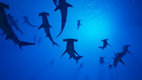 Animation of a large group of great white sharks slowly swimming in the ocean Stock Footage 133466409