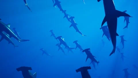 Animation of a large group of hammerhead sharks slowly swimming in the ocean. Stock Footage 133465420