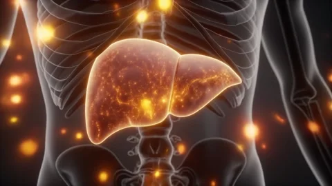 Animation of liver inside human body on the black background. Stock Footage 321605749