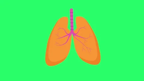 Animation lungs on green screen. Stock Footage 276428474