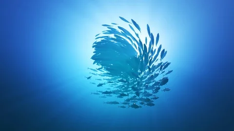 Animation of mackerel forming a bait ball. Fish flock in ocean. Stock Footage 89584887