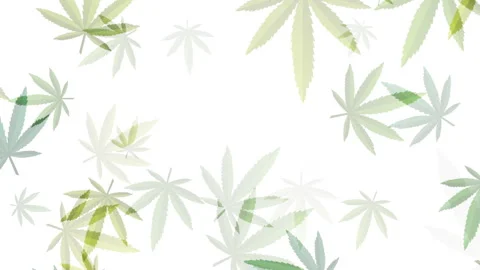 Animation marijuana green leaf hookah. Hemp leaf in white color Stock Footage 288025962