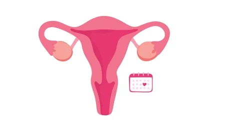 Animation menstrual cycle tracking with uterus anatomy concept Stock Footage 346374210