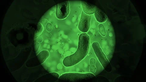 Animation of microscopic view of floating influenza virus cells. Stock Footage 304802177