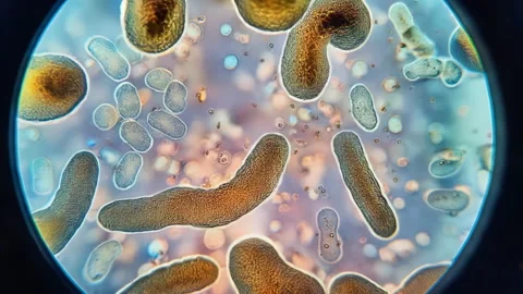 Animation of microscopic view of floating influenza virus cells Stock-Footage 304802842