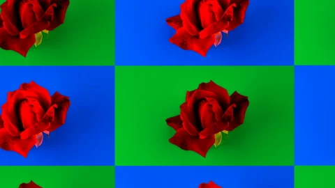 Animation minimal 3d 2d, red rose blooming time lapse loopable. Pop art design Video stock 134494308