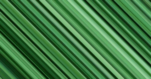 Animation - modern motion striped lines background. Abstract design. Stock Footage 79652402