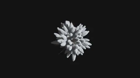 Animation of a monochrome explosion of a powder. Stock Footage 89727239