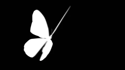 Black and White Butterfly Stock Video Footage | Royalty Free Black and White  Butterfly Videos | Pond5