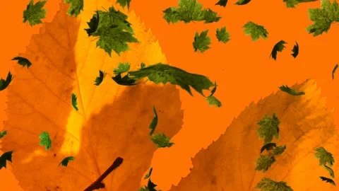 Animation of multiple autumn leaves fall... | Stock Video | Pond5