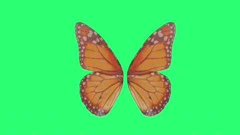 Animation orange butterfly wing  Stock Footage 149955424