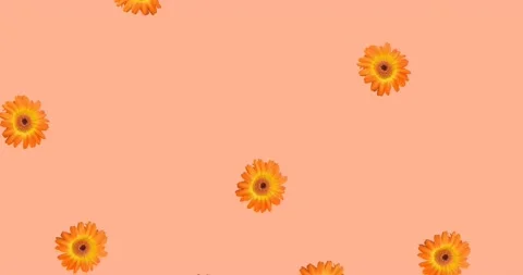 Animation of orange flowers on orange background Stock Footage 154648227