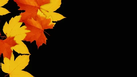 Animation Orange twigs. Stock Footage 142772565