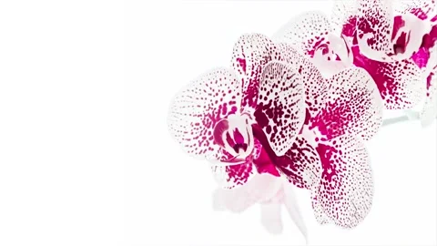 Animation orchid flower transforms into drawn and disappears on white background Stock Footage 132353065
