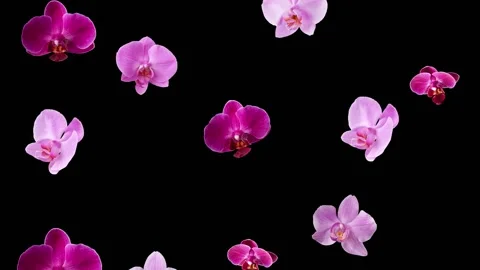 Animation of orchid flowers falling. Hovering orchids. Stock Footage 236325059