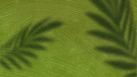 Animation of palm leaf shadows swaying over changing green wood grain pattern Video stock 203839532