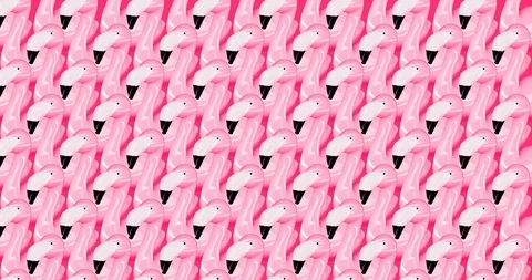 Animation pattern design. Flamingo background minimal Stock Footage 122137634