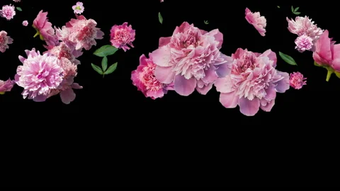Animation of peony flowers is generated on a black background. the size. 库存影片 132853702
