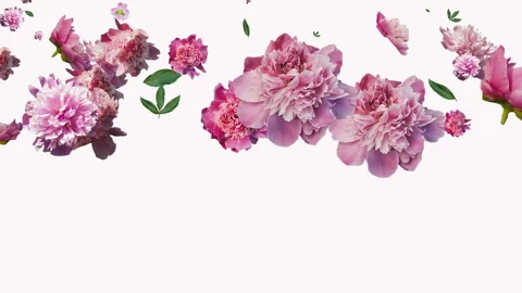 Animation of peony flowers is generated on a white background. Vidéo 132853991