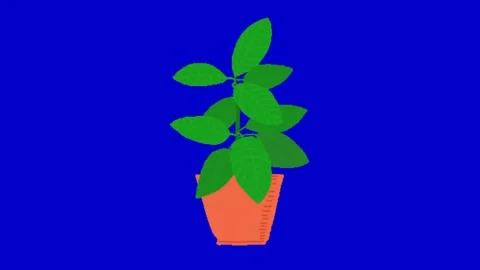 Animation of plant on chroma key background Vídeo Stock 329393461