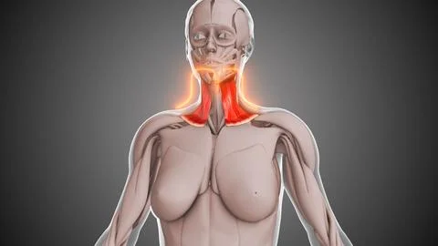 Animation of the Platysma muscles Stock Illustration