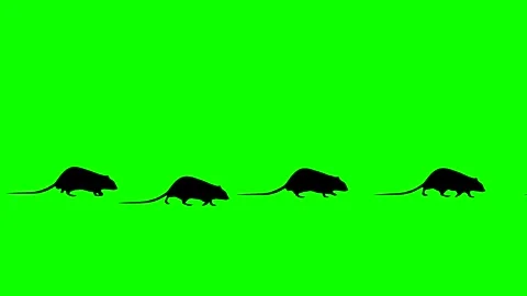 Walk Cycle Green Screen Stock Footage ~ Royalty Free Stock Videos | Page 9