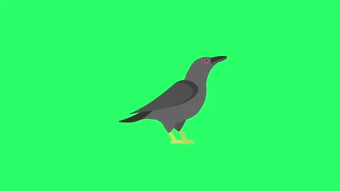 Animation raven on green background. Stock Footage 260531957