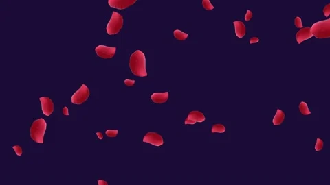 Animation of red rose petals falling on ... | Stock Video | Pond5