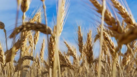 Animation of ripe ears of grain. Ears of wheat are gently moving in the wind. Video stock 145764320