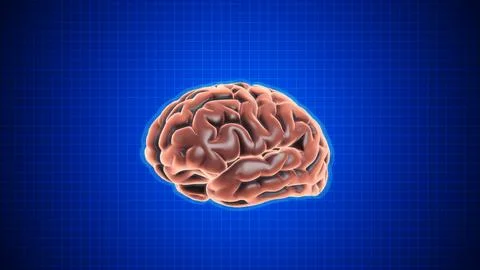 Animation of rotating brain with Grid on dark blue background Illustration