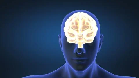 Animation of rotating human brain Stock Illustration