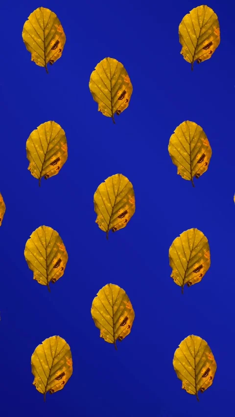 Animation of rows of autumn yellow leaves on blue background Stock Footage 344244352