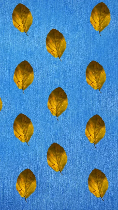 Animation of rows of autumn yellow leaves on blue background Stock Footage 344284791
