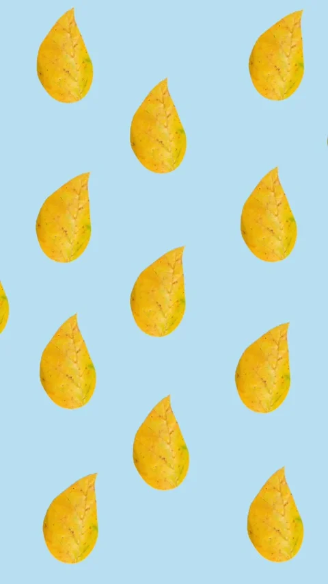 Animation of rows of autumn yellow leaves on blue background Stock Footage 344284795