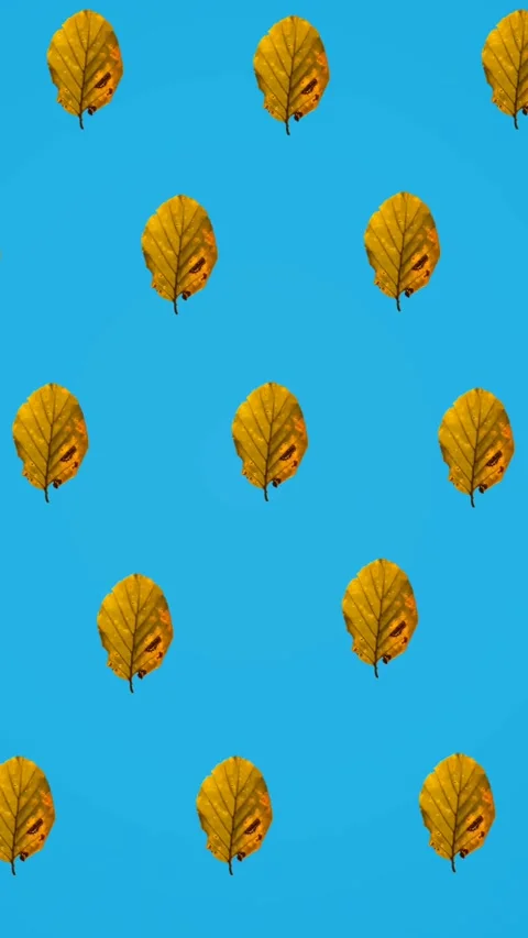 Animation of rows of autumn yellow leaves on blue background Stock Footage 344284806