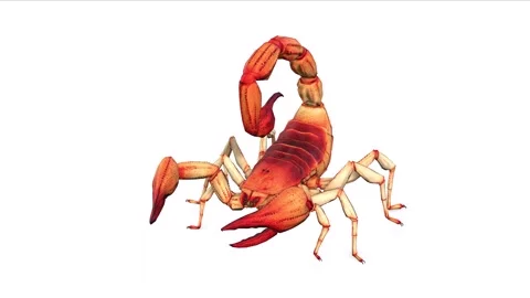 Animation of Scorpion from the front on white background Stock Footage 133370644