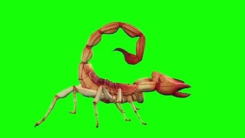 Animation of Scorpion on green background Stock Footage 133370655