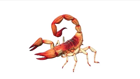 Animation of scorpion from the side on white background Stock Footage 133370589