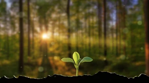 Animation of a seed sprouting in the soil in spring Stock Footage 325753428