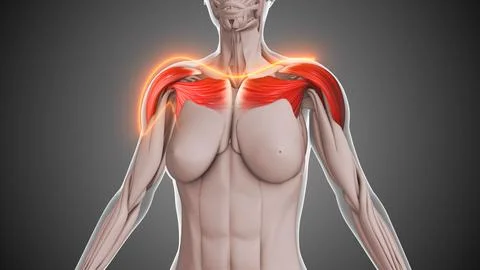 Animation of the shoulder muscles Stock Illustration
