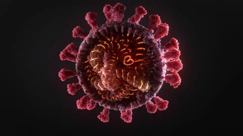 Animation of single cross-sectioned Coronavirus rotating Video stock 143029729