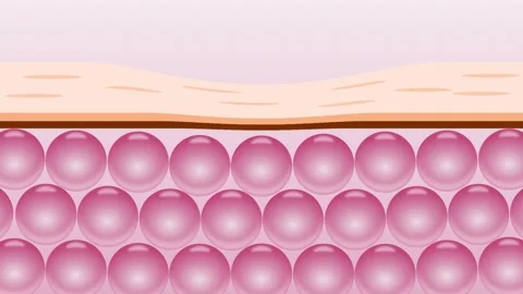 Animation of Skin Structure Highlighting Pink Epidermal Cells Stock Footage 317143296